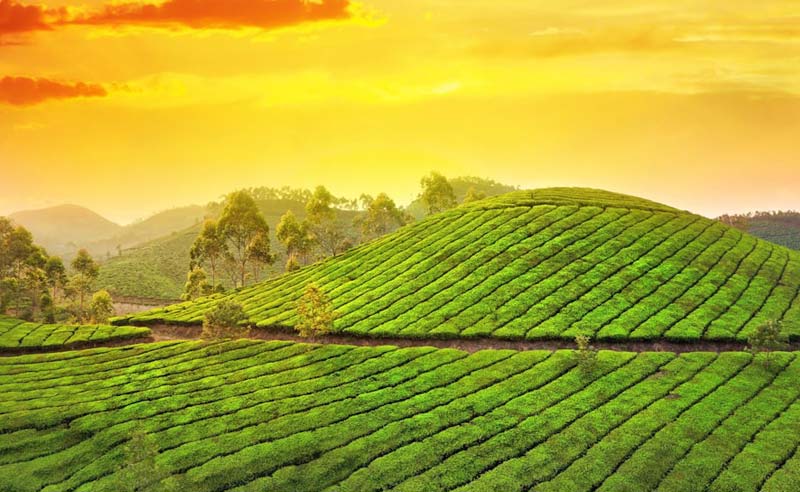 Kerala Tour Package