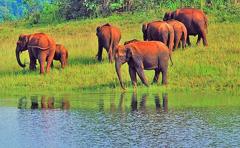 Kerala Package